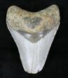 Bargain Megalodon Tooth - North Carolina #21658-1